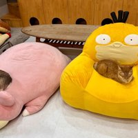 キャラクターソファで休む猫