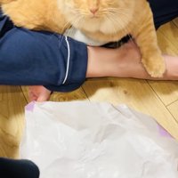 ママを見つめる茶トラ猫