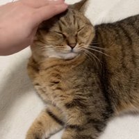 気持ちよさそうになでられているミヌエット