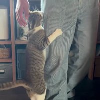 飼い主の脚にしがみつく猫