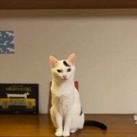 台の上に乗った猫