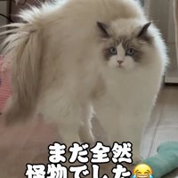 背中を丸めてポーズをとる猫