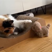 猫の様子