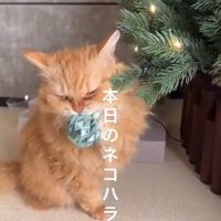 オーナメントにじゃれる猫
