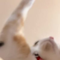 猫パンチする猫