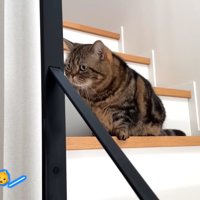階段に立っている猫