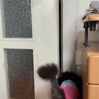 ドアの隙間に頭を入れる猫の後ろ姿