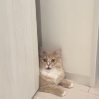 顔パック中の飼い主さんを見て驚くサイベリアン