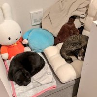 ヌックを占領する2匹の猫