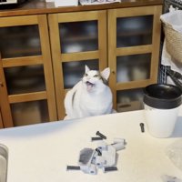流し台の前で口を開ける猫
