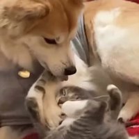 仰向けの子猫と見ている犬