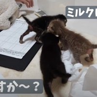 集まる子猫3匹