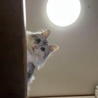 上から覗き込む猫