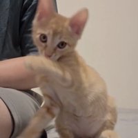 毛づくろいが雑になる茶トラの子猫