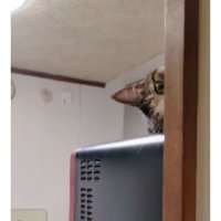 電子レンジの上の猫