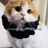 シュシュを付けたミヌエット