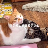 寝転がりながら茶白猫のアゴに前足を当てる子猫
