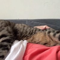 人のお腹の上で前足を伸ばす猫