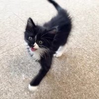 口を開けて鳴く1匹の子猫