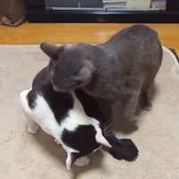 白黒猫の頭を舐めるグレーの猫
