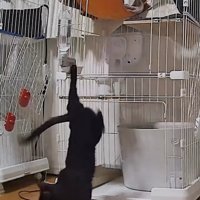 ケージから降りてきた猫