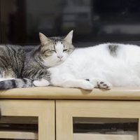 前で寝ている猫のお尻に頭を乗せて寝る猫