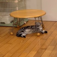 小さなテーブルの下で横たわる猫