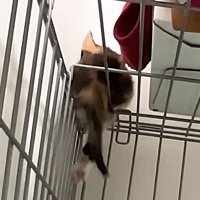 ケージの天井から抜け出した三毛猫の子猫