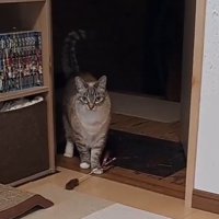 足元におもちゃを置いて猫