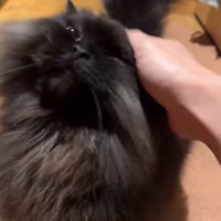 撫でられる猫2