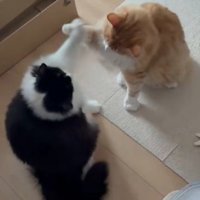 お互いに前足を当ててクロスした形になる2匹の猫