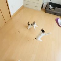 モップを追い掛ける2匹の子猫とトイレ中の子猫と見守る母猫
