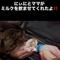 ミルクを飲む子猫を見る成猫