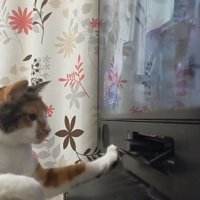 手を出そうとする猫