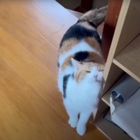 壁に体をこすり付けている猫