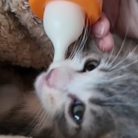 哺乳用のボトルからミルクを飲もうとする子猫
