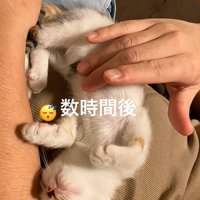 お腹の上で眠る子猫