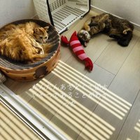 爪とぎの上でくつろぐ茶猫とフローリングで寝転がるキジトラ猫