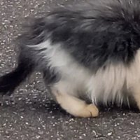 横から見た白黒猫