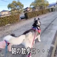 散歩をするハスキーとトイプードル