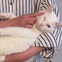 抱かれている猫