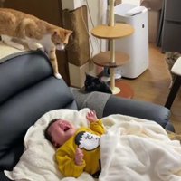 泣いている赤ちゃんと猫たち