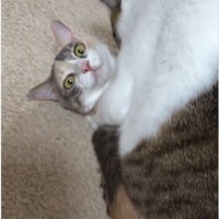 猫の上に馬乗りになっている猫