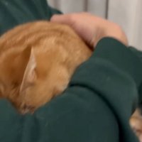 頭を腕の中に押し込む猫