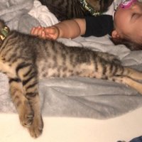 眠る赤ちゃんと子猫