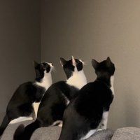 壁を見ている3匹の猫