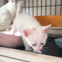 ケージから出てくる子猫