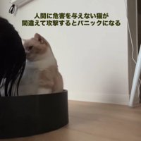 猫のにおいを嗅ぐ飼い主