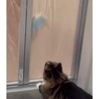 お風呂のドアの前にいる猫