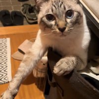 見つめる猫